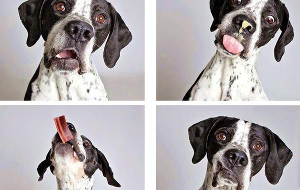 Фотограф делает смешные фотографии собак из приюта, смешные снимки собак из приюта, Гунневер Шустер, Guinnevere Shuster