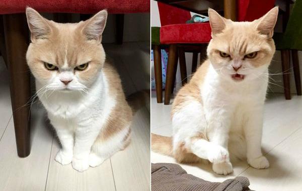 японский сердитый кот, кот Коюки, Koyuki cat 