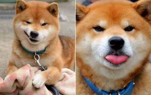 собака рюдзи, сиба-ину Рюдзи