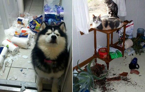 животные одни дома, животных оставили одних