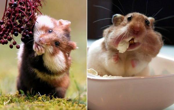 милые хомяки, очаровательные хомячки