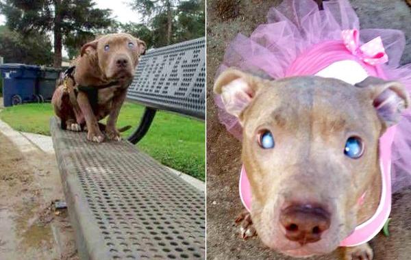 слепой питбуль Поли, собаку бросили в парке сразу после родов