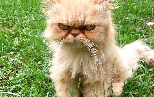 бездомный сердитый кот, сердитый рыжий кот Гарфилд