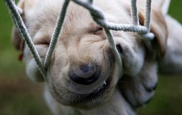 смешные спящие щенки, щенята заснувшие в неожиданных местах. щенки спящие в смешных позах