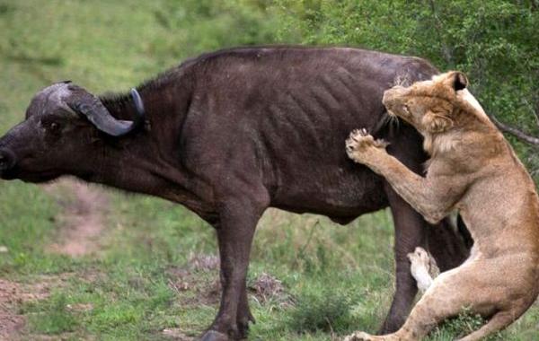Лев против буйвола, друг познается в беде, буйвол пришел на помощь