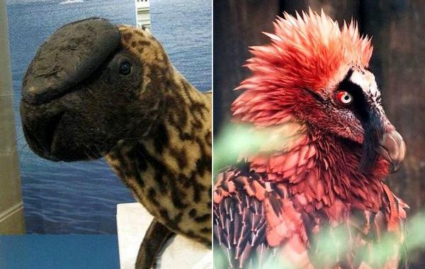 необычные вымирающие животные, животные на грани вымирания, животные под угрозой вымирания