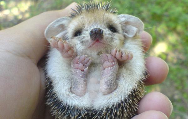 смешные ежи ёжики 