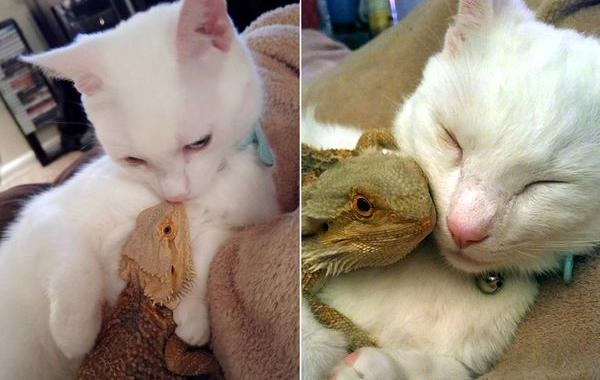 Бородатый дракон и котёнок, Бородатый дракон Чарльз