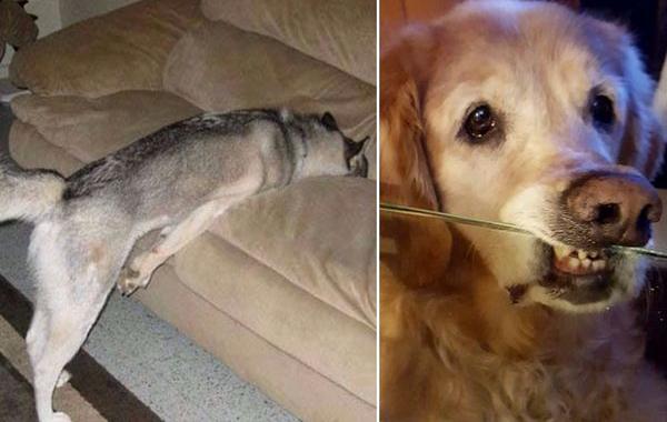 собаки которые смогла обойти человеческие правила, собаки обошли запреты владельцев