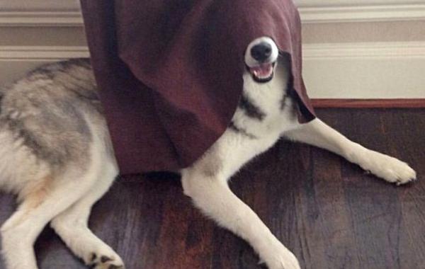 собаки играют в прятки, смешные собаки, собаки прячутся