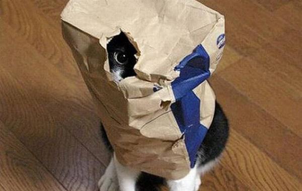 коты прячутся маскируются коты играют в прятки