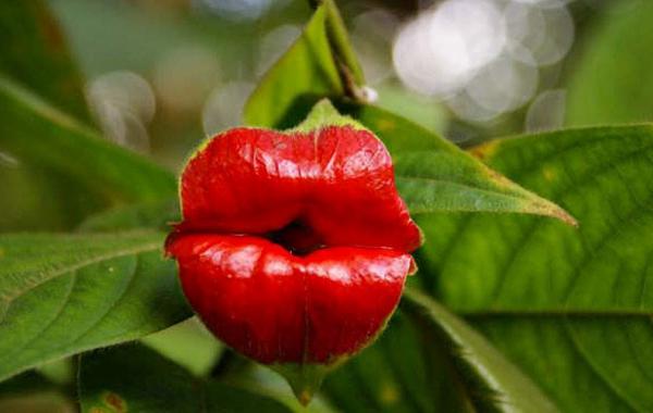  psychotria elata  Психотрия шлюхины губы цветок 