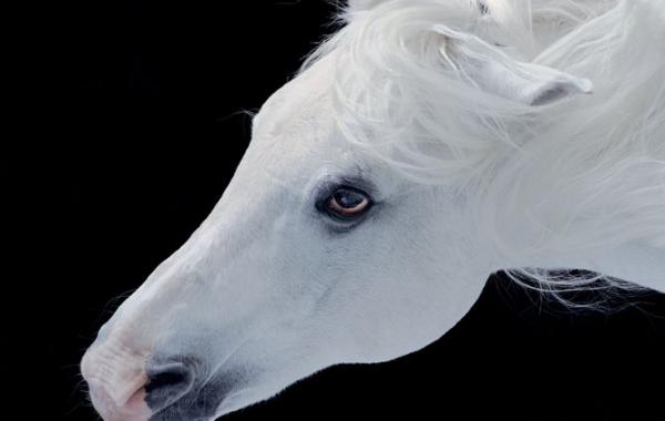 Очарование изящных лошадей в фотопроекте Тима Флака,Tim Flach, Equus
