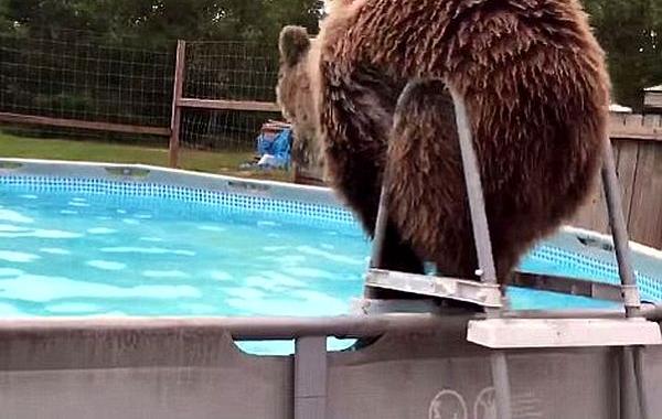 медведь громила прыгает в бассейн, медведь прыгает в бассейн, 270-килограммовый медведь прыгает в бассейн