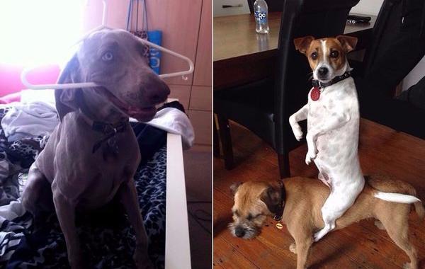 странные собаки, смешные собаки