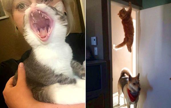 коты пойманные в подходящий момент