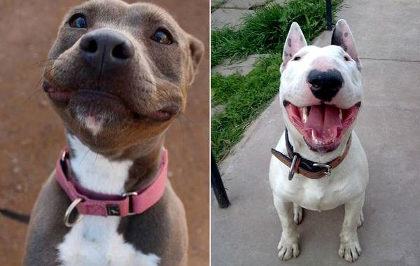 собаки-улыбаки, собаки умеют улыбаться