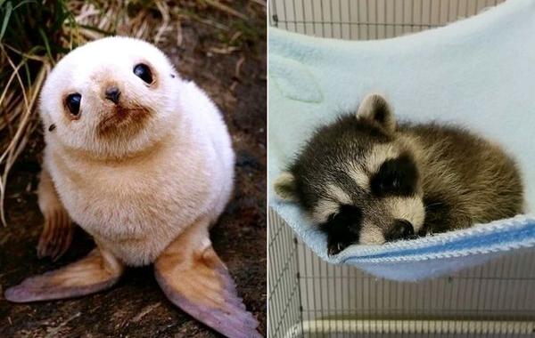 детёныши животных, крохотные животные