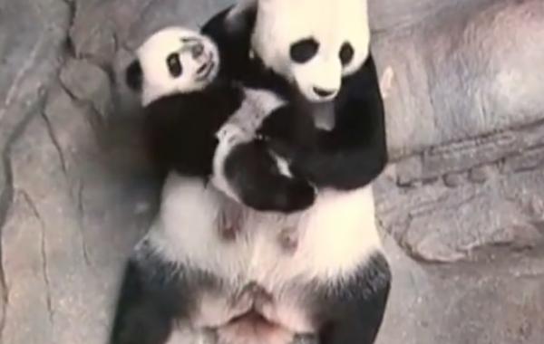 Panda Mom's Arms, панда обнимает детёныша