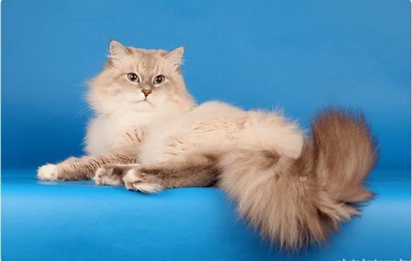 Невская маскарадная