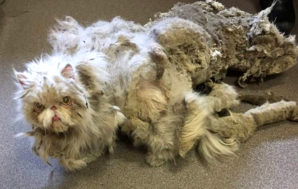 Синдбад кот персидский, кот со свалявшейся шерстью