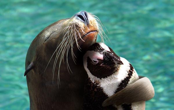 дружба животных животные друзья забавные животные 