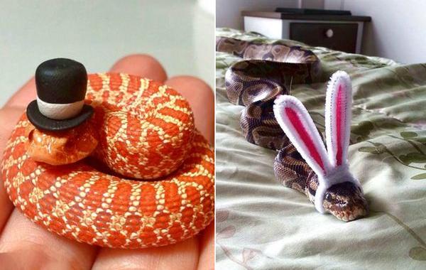 змеи в шляпках