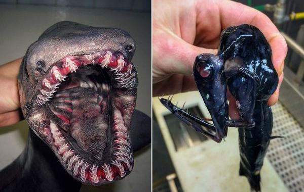 Роман Федорцов, Баренцево море, рыбак ужаснул всех фотографиями морских существ