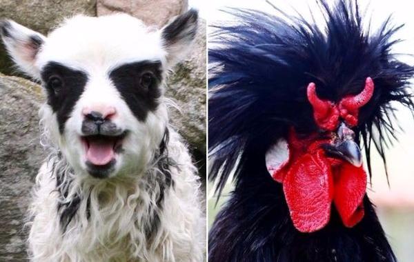 брутальные животные, животные которые выглядят как рокеры, животные металлисты