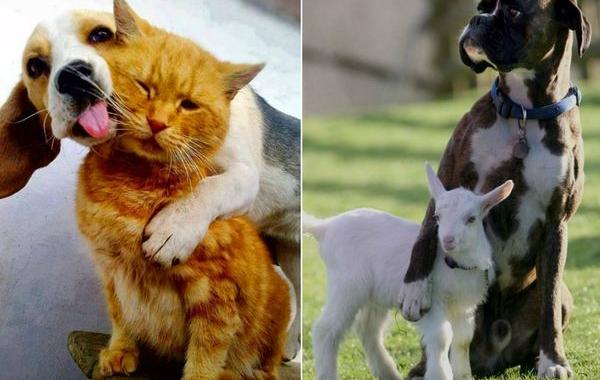 дружба между разными видами животных, дружба между животными