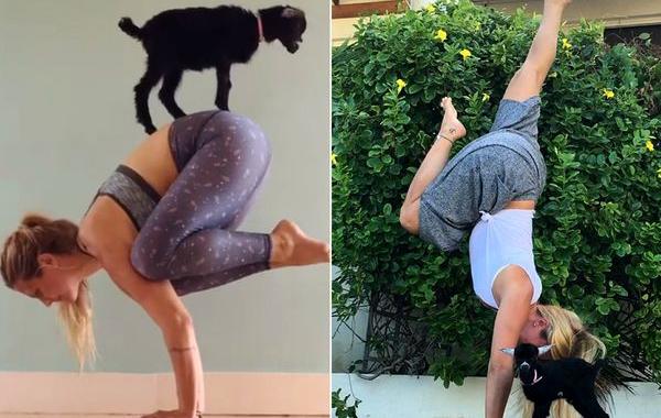 йога с козой, коза партнёр для йоги