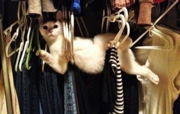 Животные, смешные, анимация, гифки, gif, фото