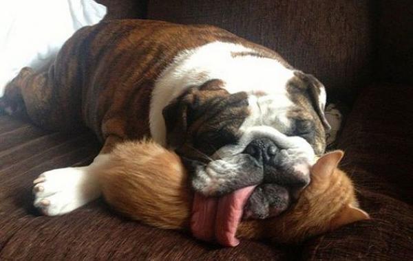 Милые животные спят друг на друге