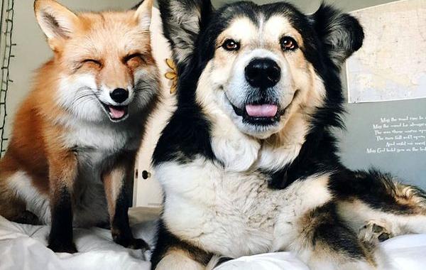 домашняя лиса подружилась с собакой, лиса Juniper