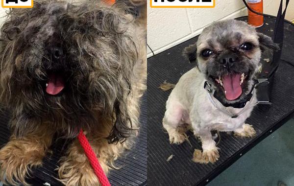 Мужчина делает бесплатные стрижки старым собакам из приюта,мужчина стрижёт собак, Марк Имхоф