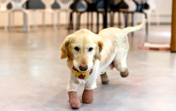 спасённая собака потерявшая 4 лапы, собака Чи Чи