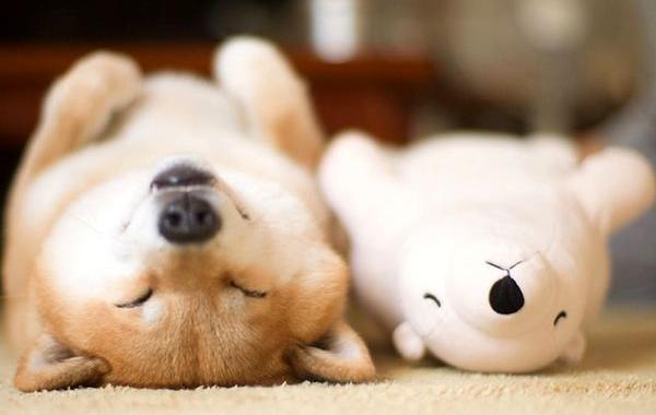 очаровательный сиба-ину, сиба-ину мару