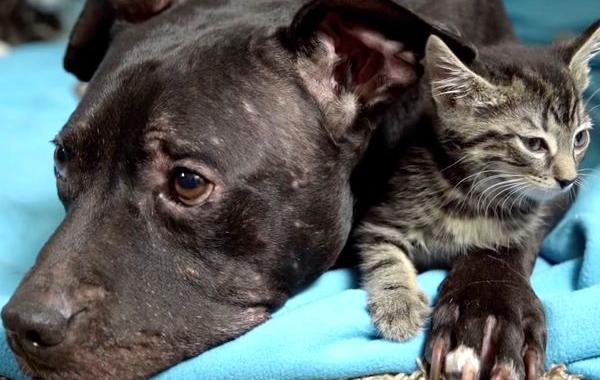 Питбуль спасённый от собачьих боёв, питбуль Черри Гарсиа, питбуль нянчит котят