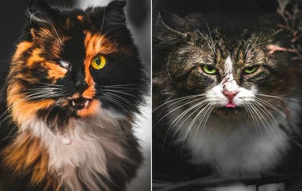 портреты бродячих котов, литовский фотограф сфотографировал бродячих котов