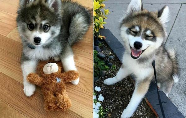 помски Норман, хаски с померанским шпицем Норман