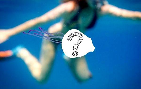 рыба внутри медузы, рыба запертая в медузе