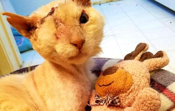  кота облили кислотой, кот Томми облитый кислотой