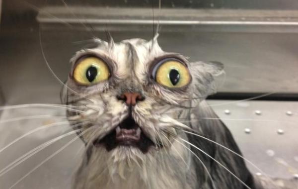 Смешные коты, которые пожалели о своем решении