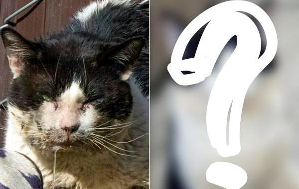 преображение бездомного кота, трансформация кота