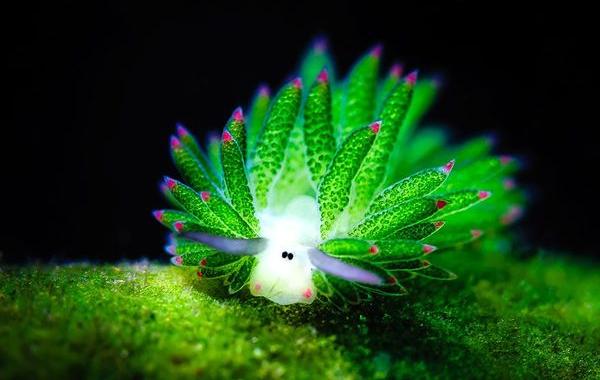 Leaf Sheep, Costasiella kuroshimae, слизняк похожий на овечку