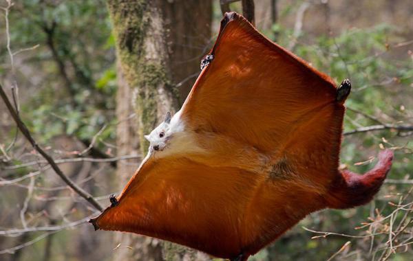 Полет белки-летяги