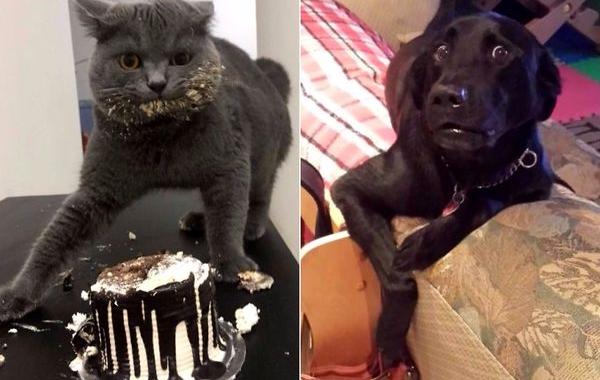 животные пойманные на месте преступления, шкодливые коты