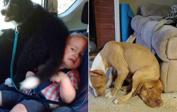 собаки и личное пространство, собаки засранцы