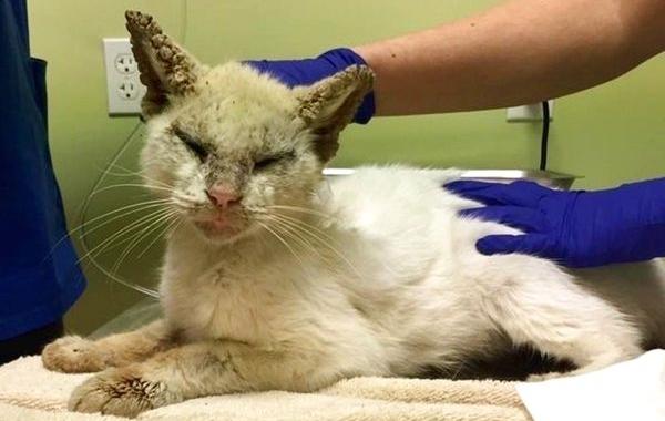 кот Хлопок, спасённый кот с разноцветными глазами 