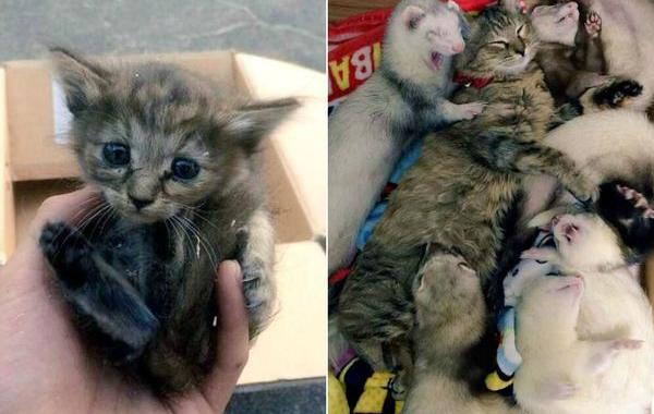 котёнок который считает себя хорьком, котёнок Комари